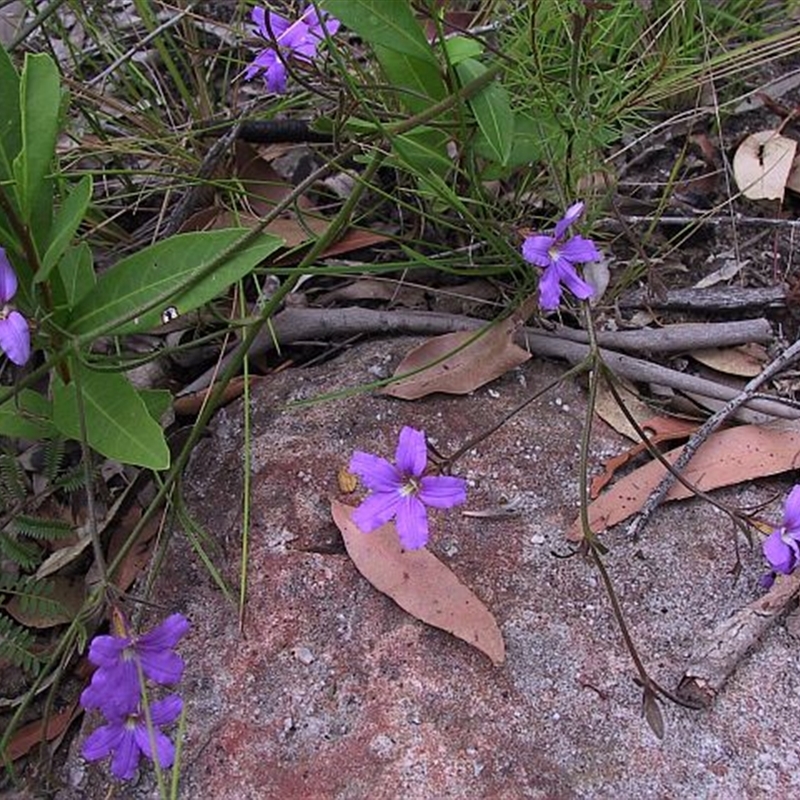 Scaevola ramosissima