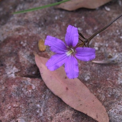 Scaevola ramosissima