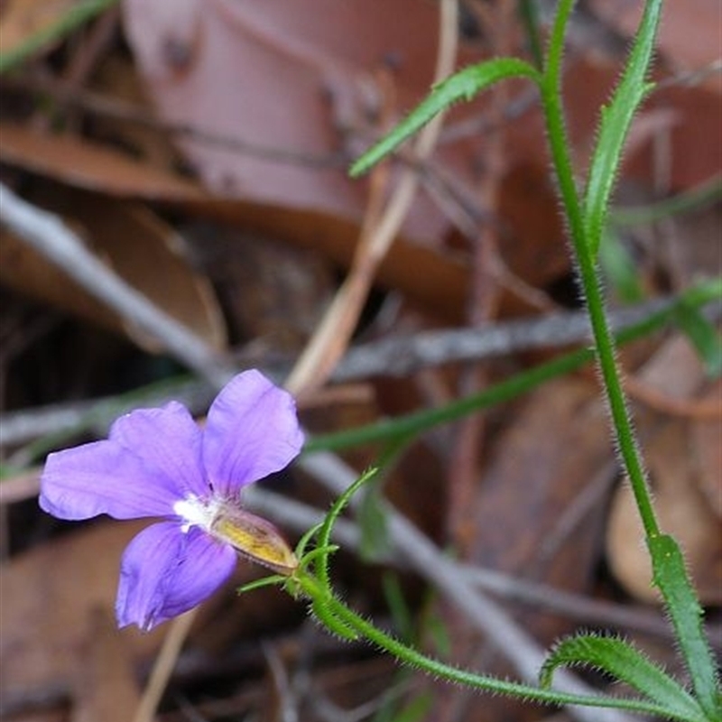 Scaevola ramosissima