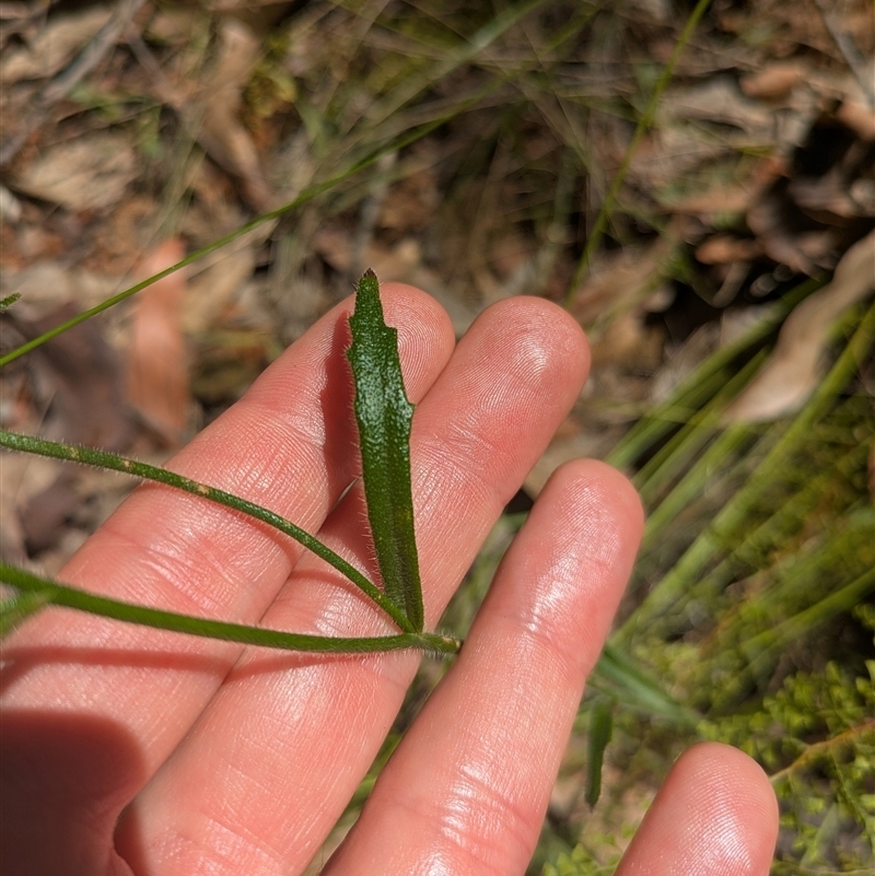 Scaevola ramosissima