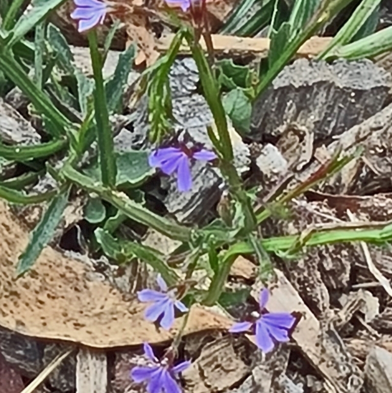 Scaevola sp.