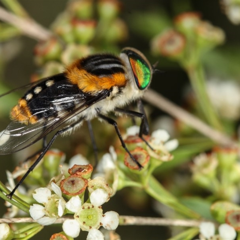 Scaptia (Scaptia) auriflua