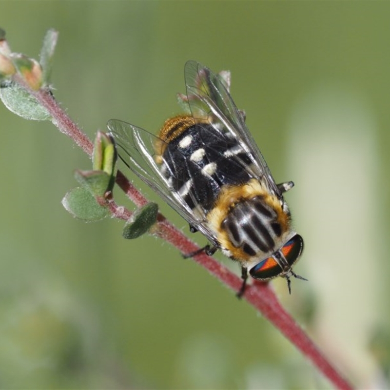 Scaptia patula