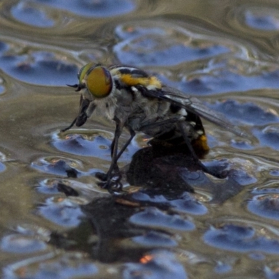 Scaptia patula