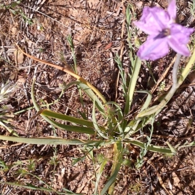 Arthropodium sp. Albury (A.D.J.Piesse 9)