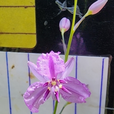 Arthropodium sp. Albury (A.D.J.Piesse 9)