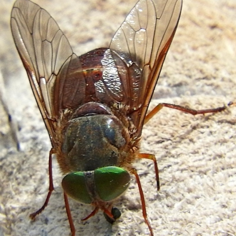 distinctive tabanid fly wing venation