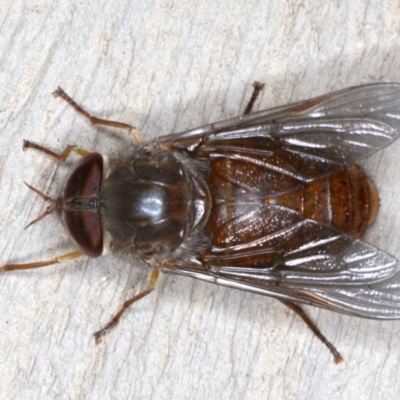 Scaptia testacea