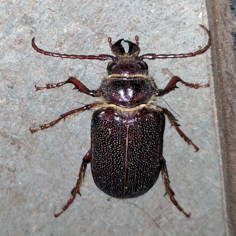 Sceleocantha glabricollis