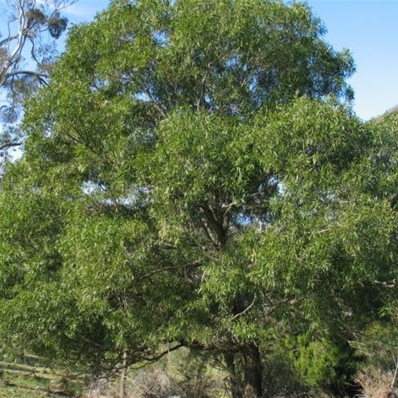 Acacia maidenii