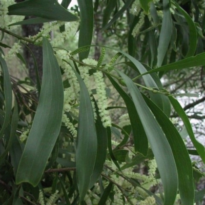 Acacia maidenii