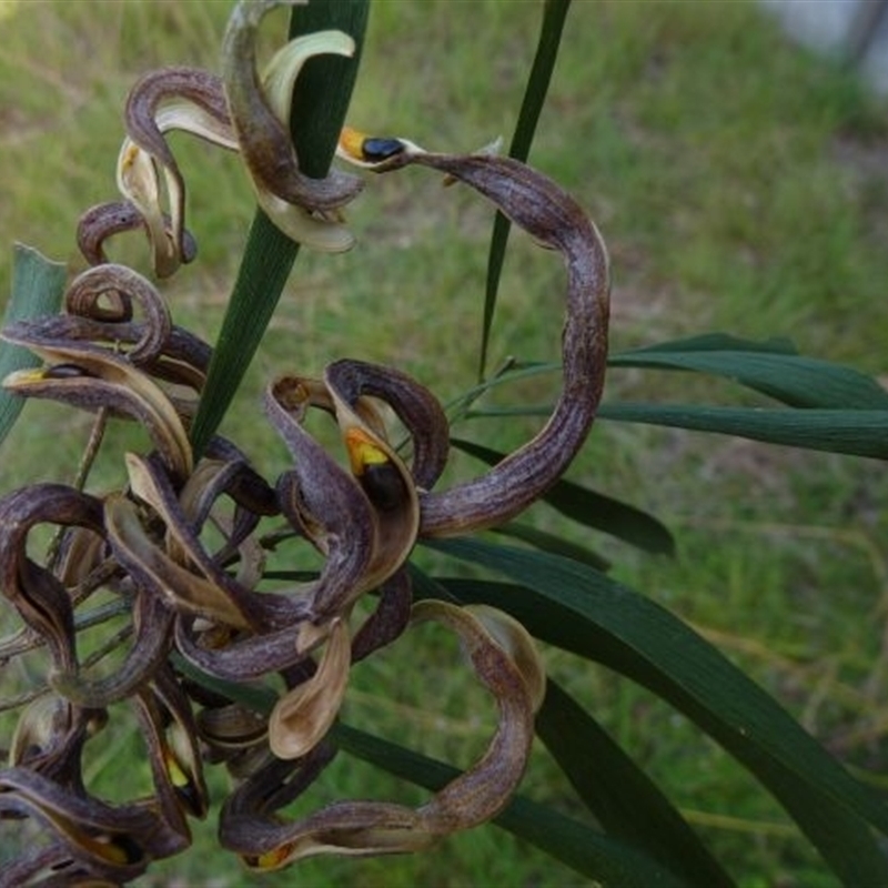 Acacia maidenii