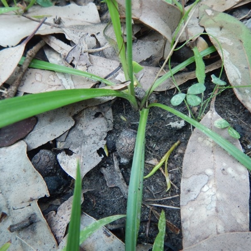 Arthropodium glareosorum