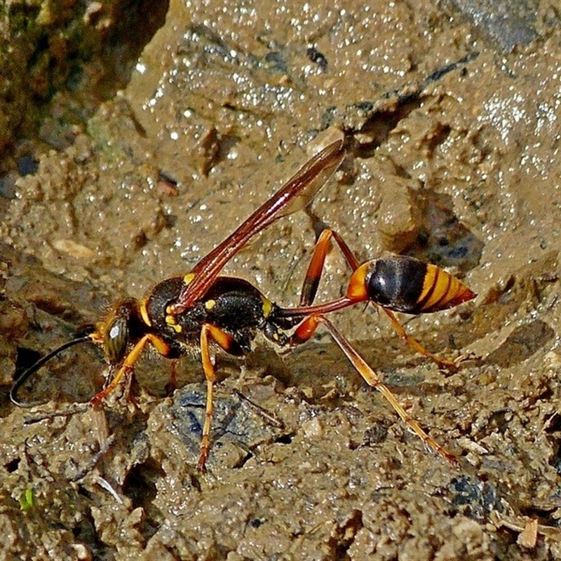 Sceliphron formosum