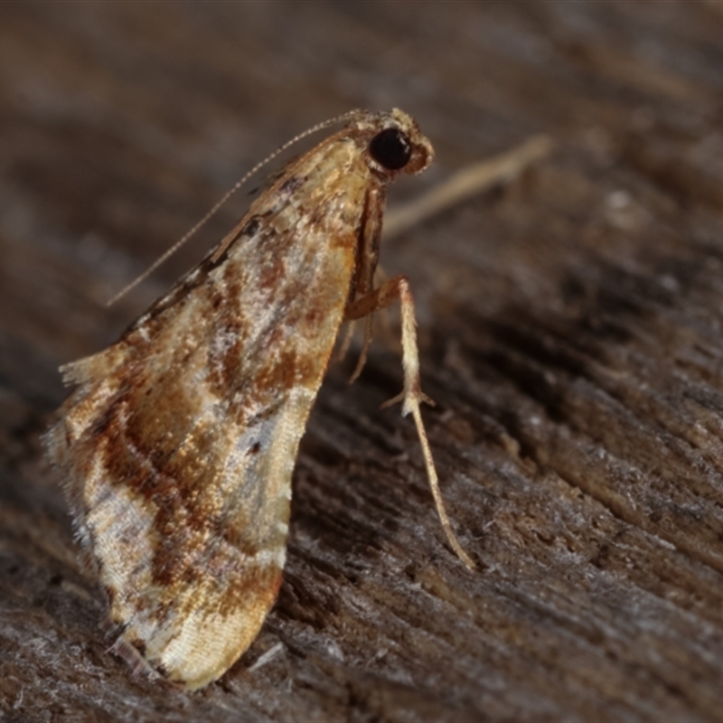 Scenedra decoratalis