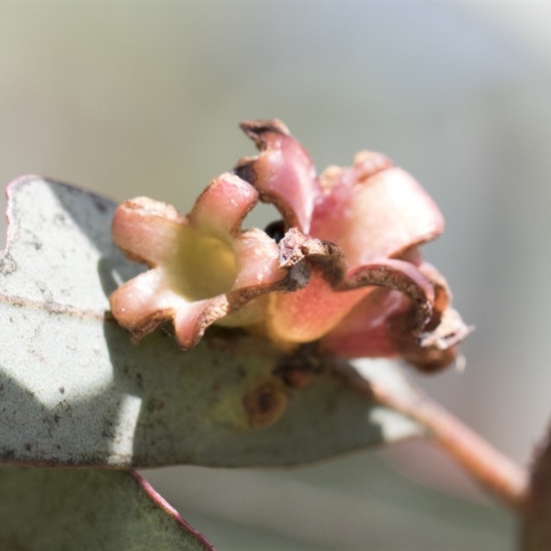 Schedotrioza sp. (genus)