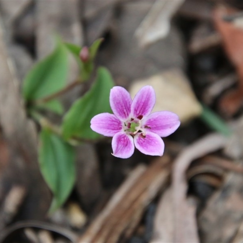 Schelhammera undulata