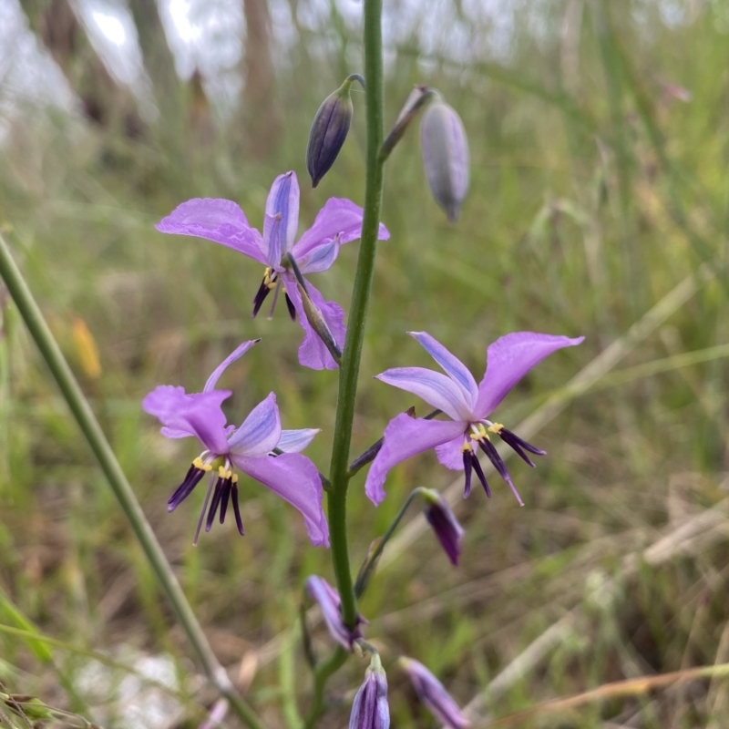 Arthropodium strictum