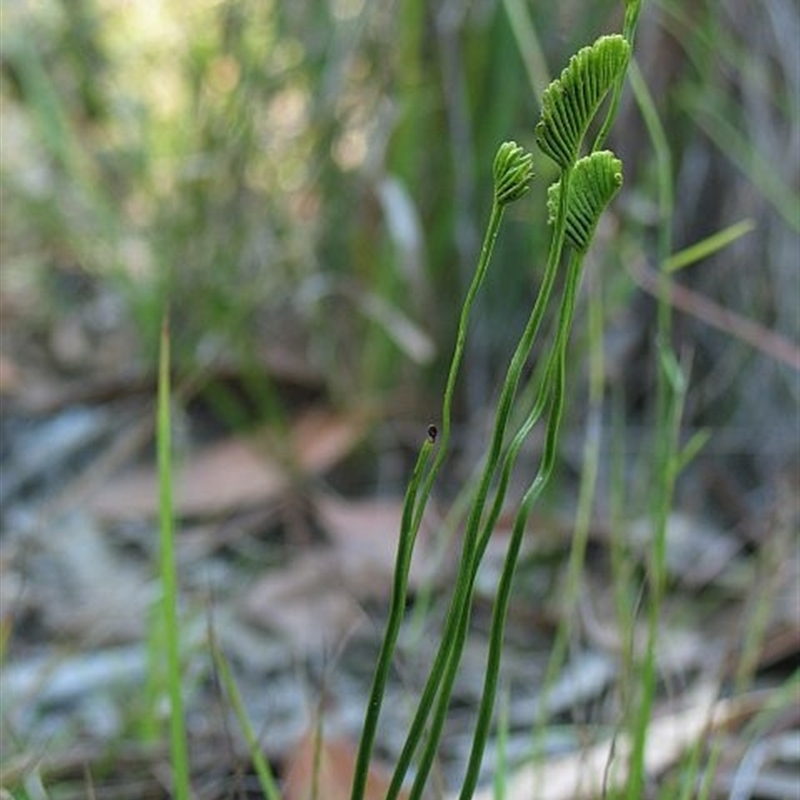 Schizaea bifida