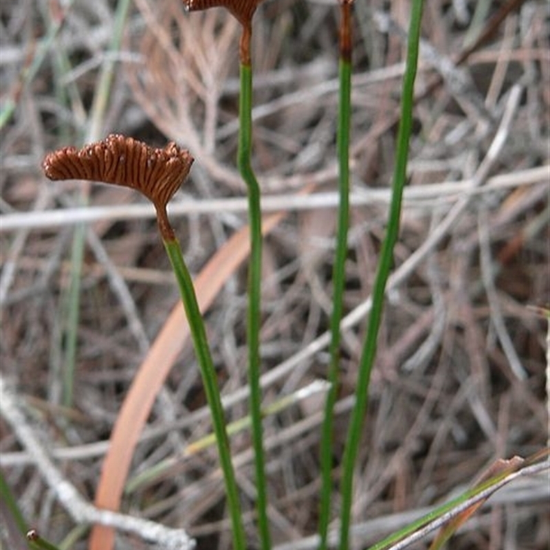 Schizaea bifida