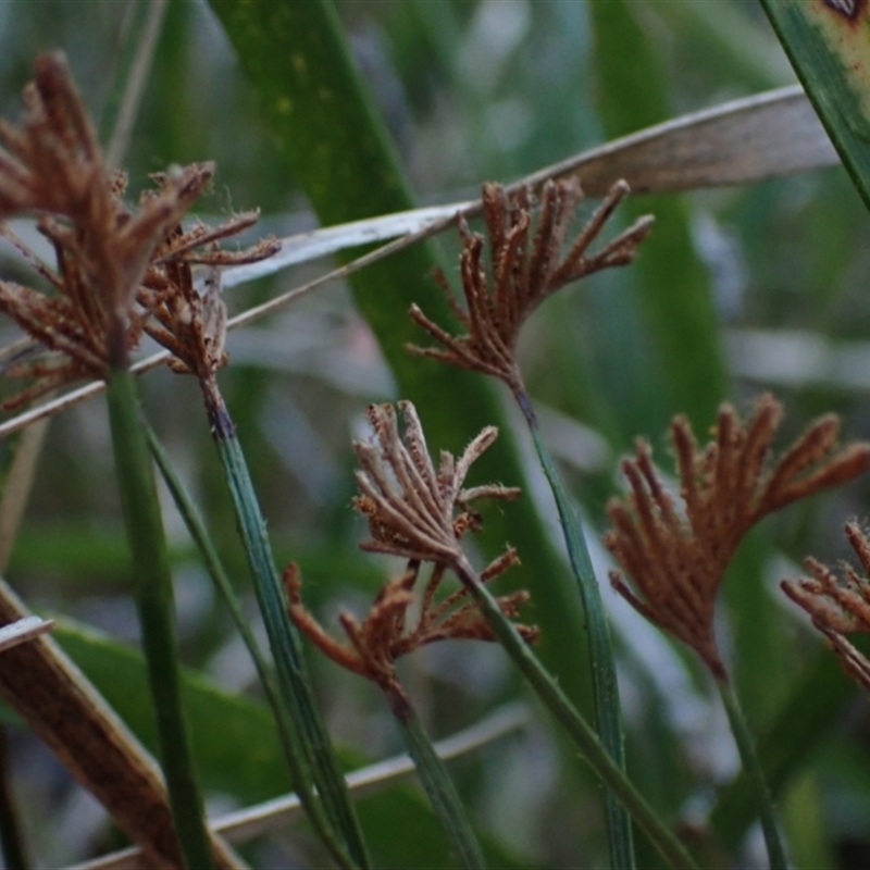 Schizaea dichotoma