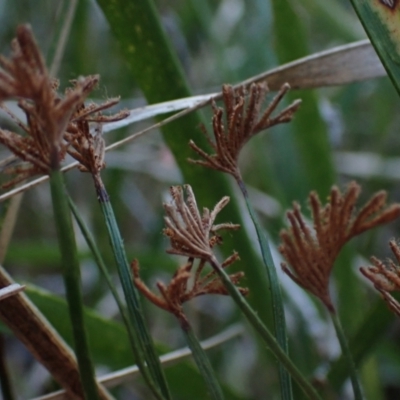 Schizaea dichotoma