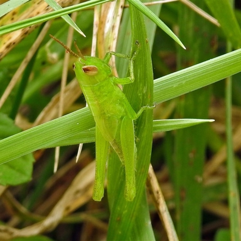 Schizobothrus flavovittatus