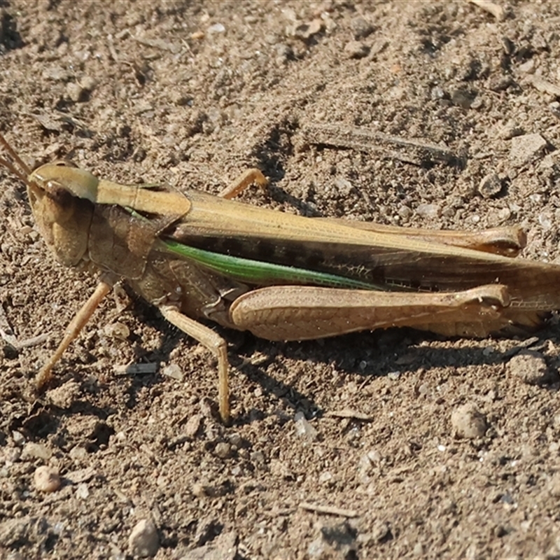 Schizobothrus flavovittatus