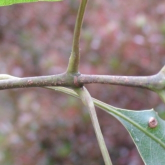 Jackie Miles, interpetiolar stipule scar