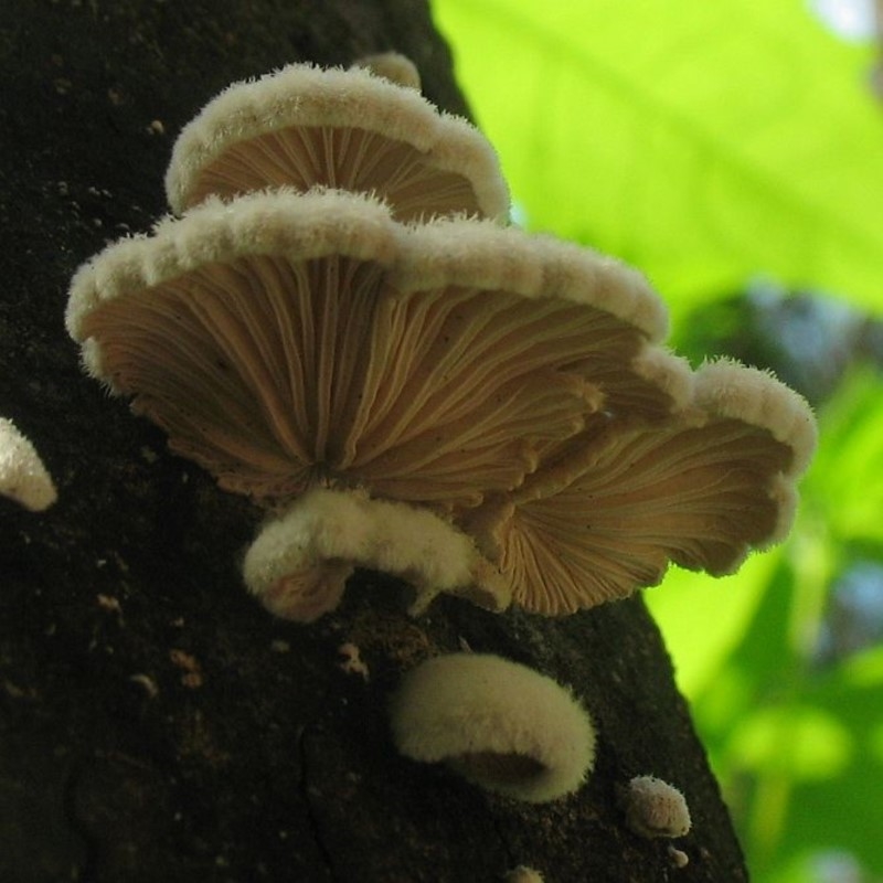 Schizophyllum commune