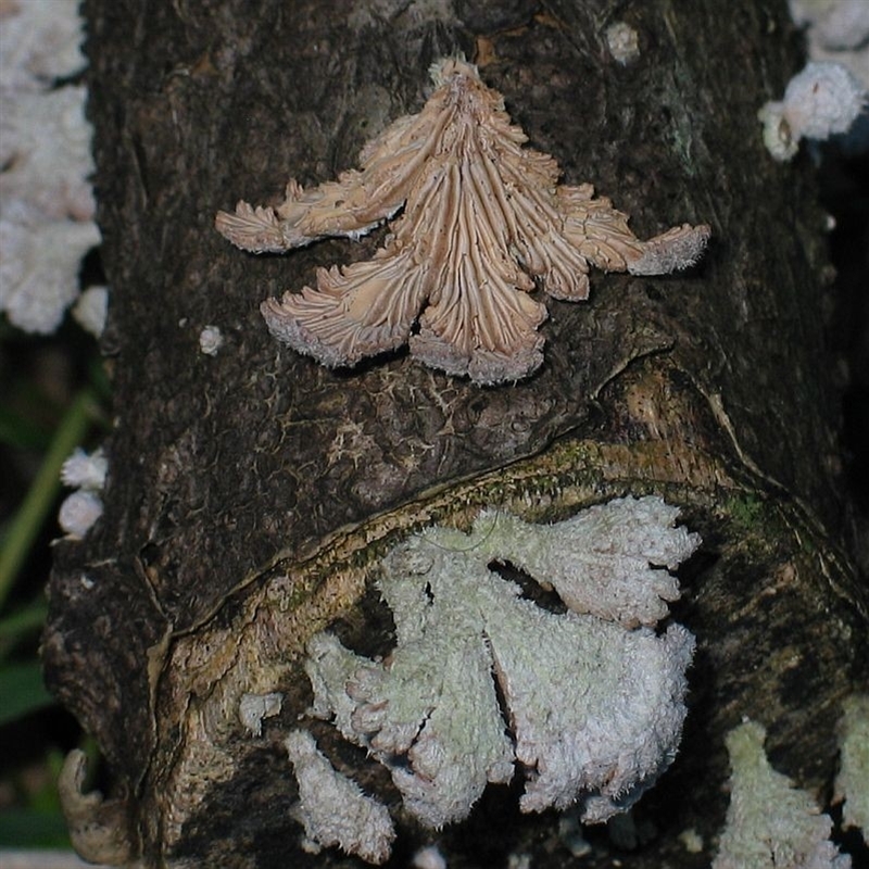 Schizophyllum commune