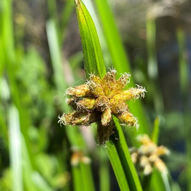 Schoenoplectiella mucronata