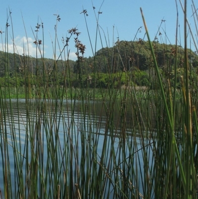 Schoenoplectus litoralis