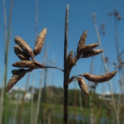 Schoenoplectus litoralis