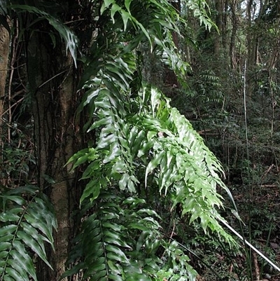 Arthropteris tenella