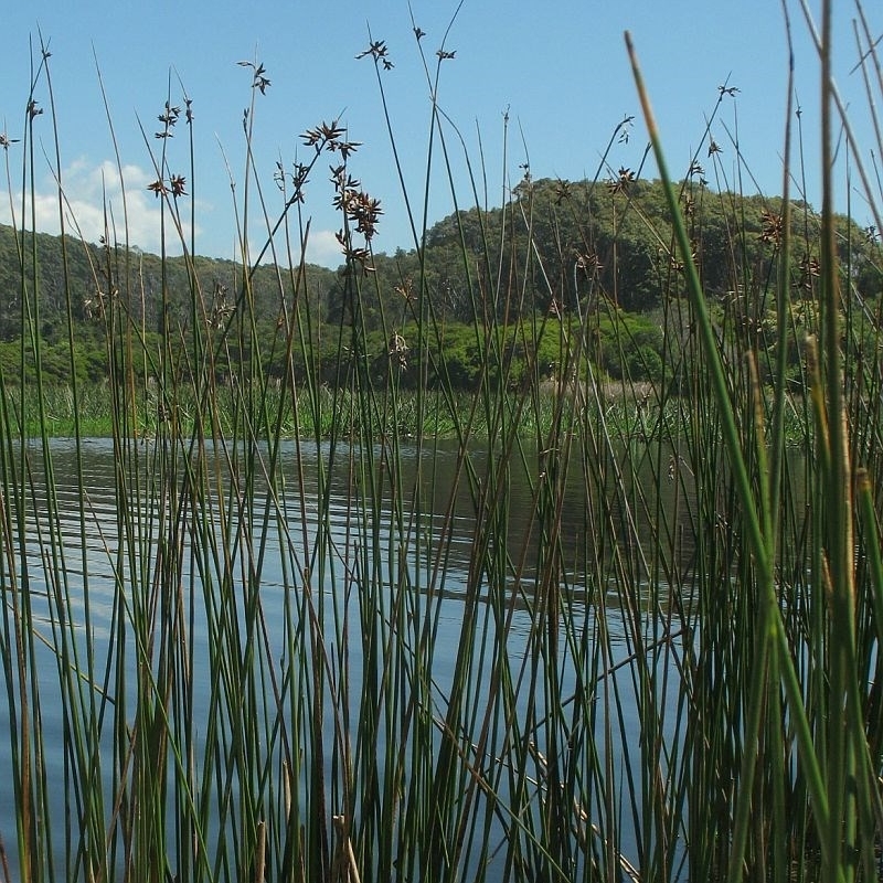 Schoenoplectus subulatus