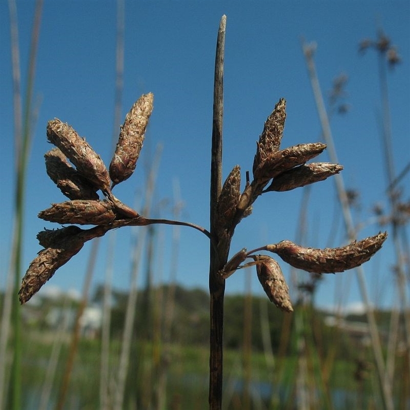 Schoenoplectus subulatus