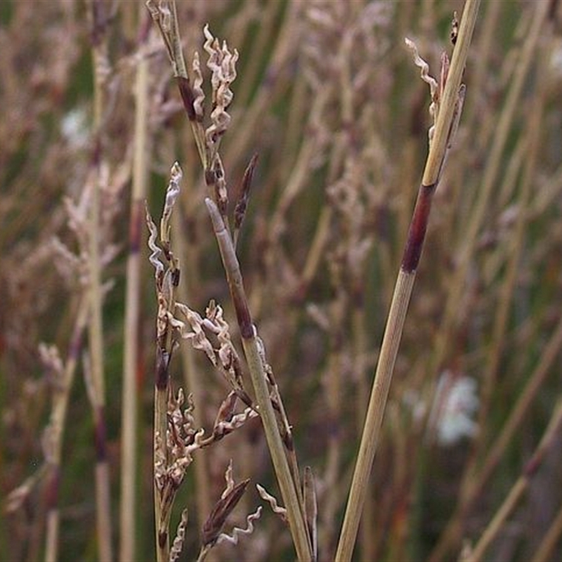 Schoenus brevifolius