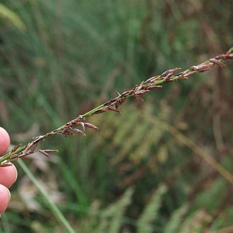 Schoenus melanostachys