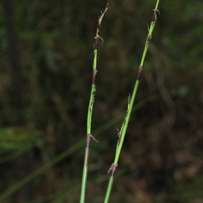 Schoenus melanostachys