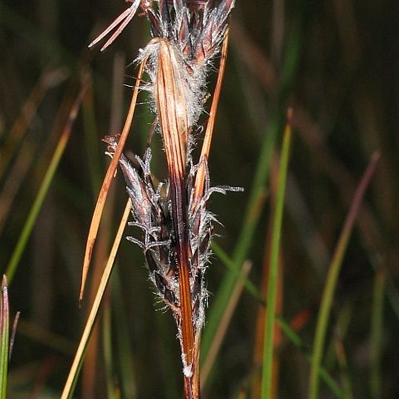 Schoenus villosus