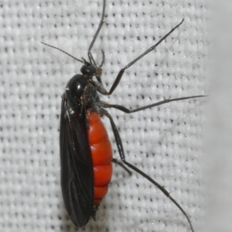 Sciaridae sp. (family)