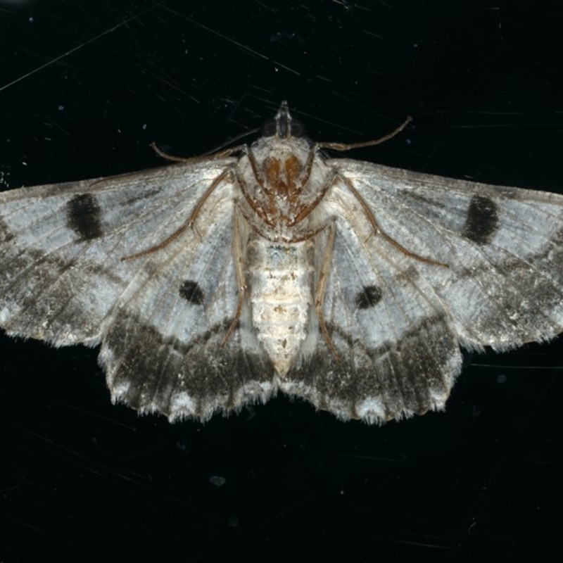 Scioglyptis chionomera