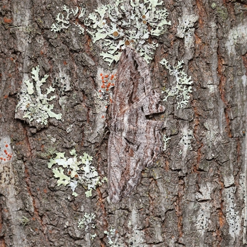 Scioglyptis chionomera