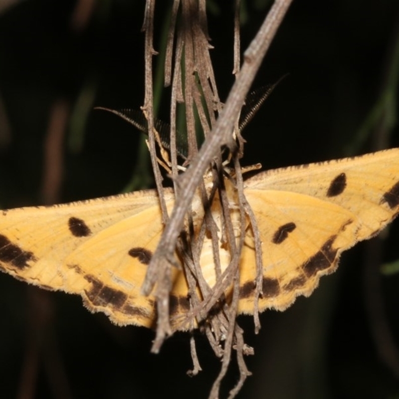 Underside