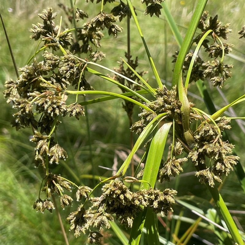 Scirpus polystachyus