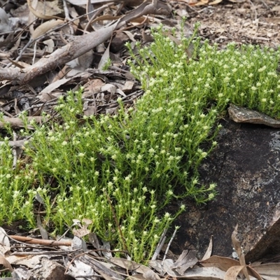 Scleranthus diander