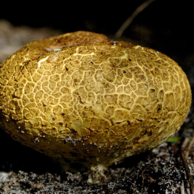 Scleroderma sp.