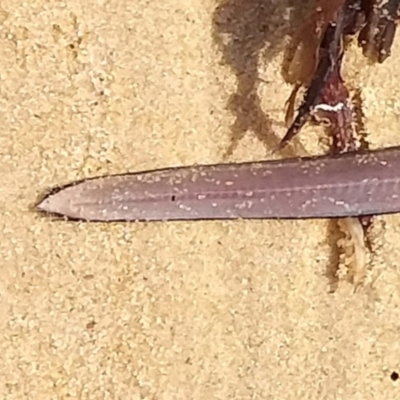 Scolecenchelys breviceps