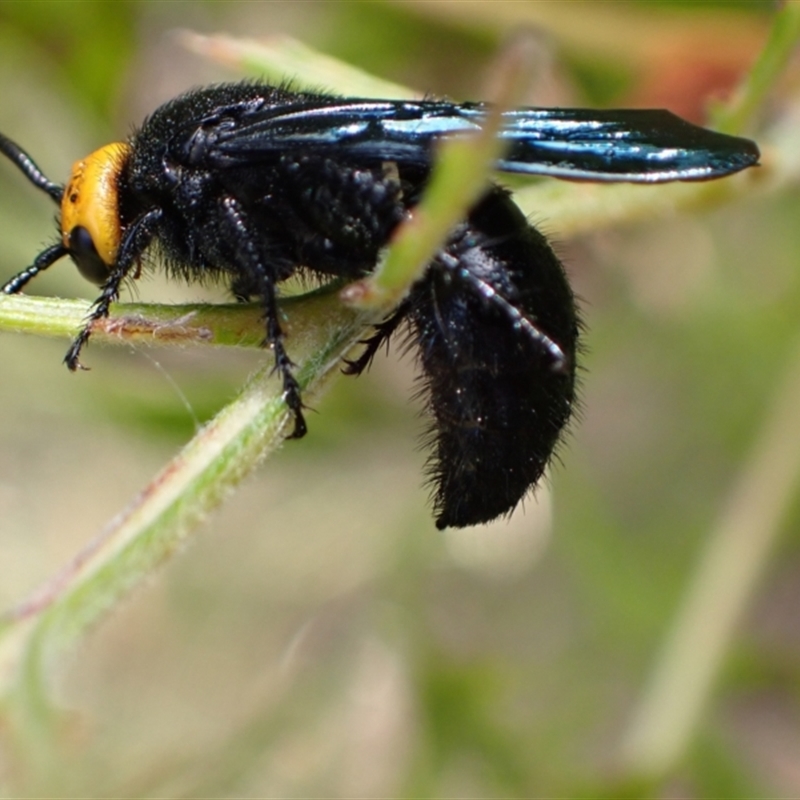 Scolia (Discolia) verticalis